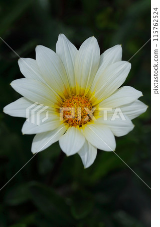 White Gazania flowers 115762524