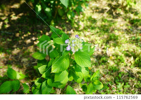 Hydrangea Hydrangea 115762569