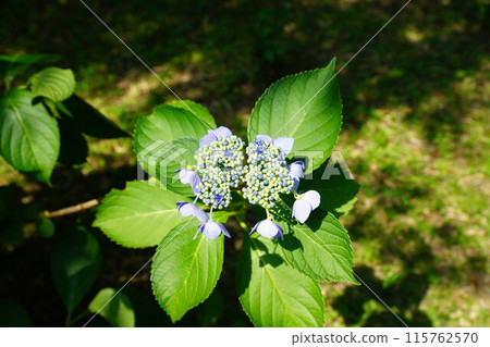 Hydrangea Hydrangea 115762570