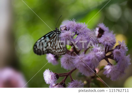 Well-balanced butterfly 115762711