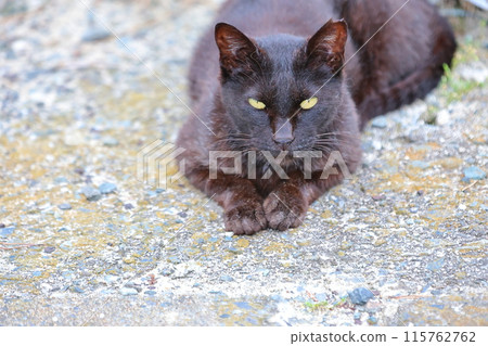 Cat 115762762