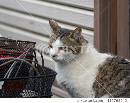 Cat resting on the eaves 115762943