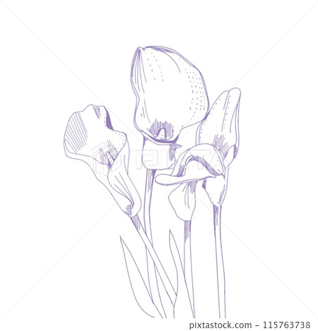 Calla lily flowers purple Calla lily flowers purple 115763738