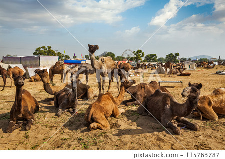 Camels at Pushkar Mela Pushkar Camel Fair , India Camels at Pushkar Mela Pushkar Camel Fair , India 115763787