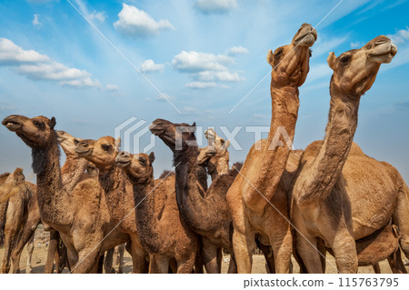 Camels at Pushkar Mela (Pushkar Camel Fair), India 115763795