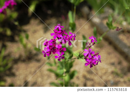 Musi Trinadesico 115763818