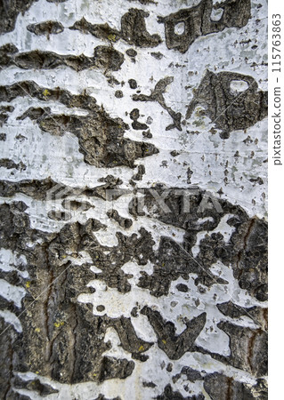 Detail of dry tree bark in a forest, nature Detail of dry tree bark in a forest, nature 115763863