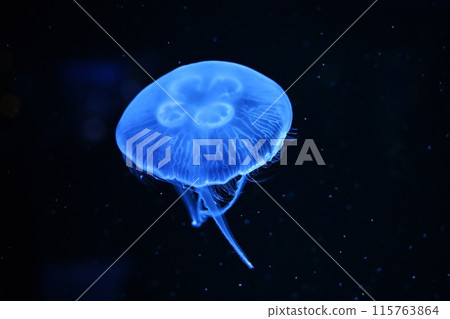 Moon jellyfish 115763864