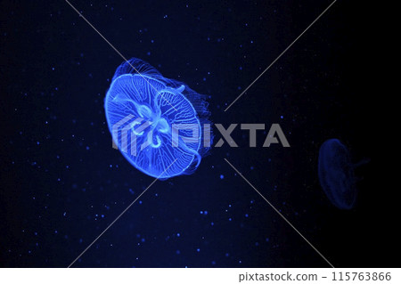 Moon jellyfish 115763866