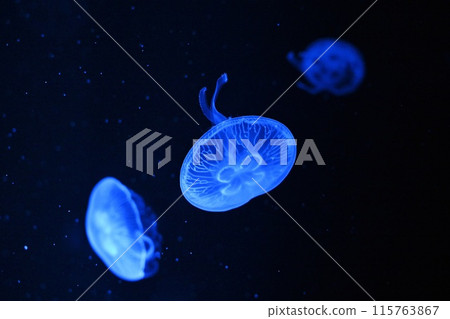 Moon jellyfish Moon jellyfish 115763867