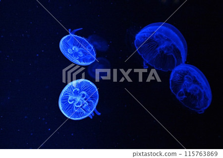 Moon jellyfish 115763869