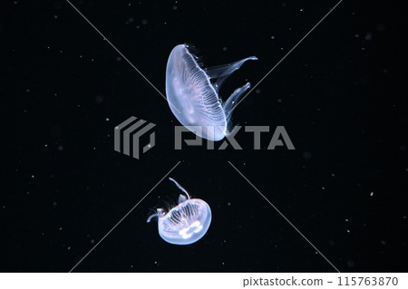 Moon jellyfish 115763870