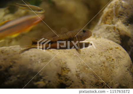 子陵吻鰕虎魚 子陵吻鰕虎魚 115763872