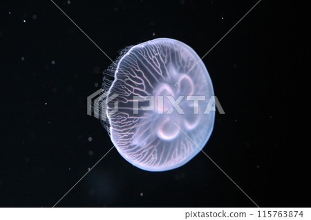 Moon jellyfish 115763874
