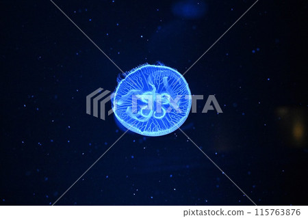 月亮水母 月亮水母 115763876