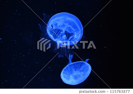月亮水母 115763877