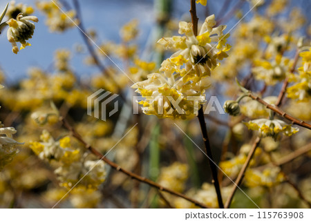 三椏 三椏 115763908