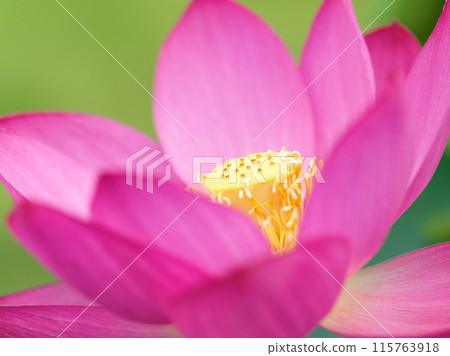 盛開的蓮花 盛開的蓮花 115763918