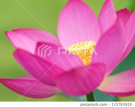 盛開的蓮花 盛開的蓮花 115763919