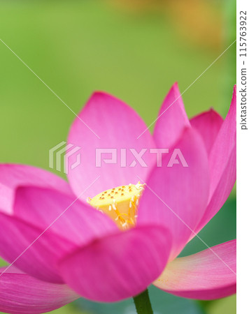 Landscape with lotus flowers Landscape with lotus flowers 115763922