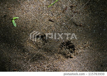 Animal footprints in the sand Animal footprints in the sand 115763930