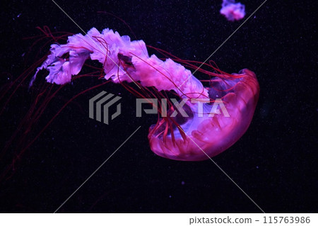 Pacific Sea Net Le 115763986