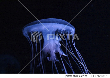 Amakusa jellyfish 115764066