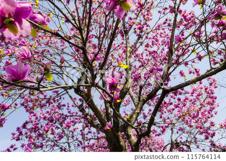 Magnolia Magnolia 115764114