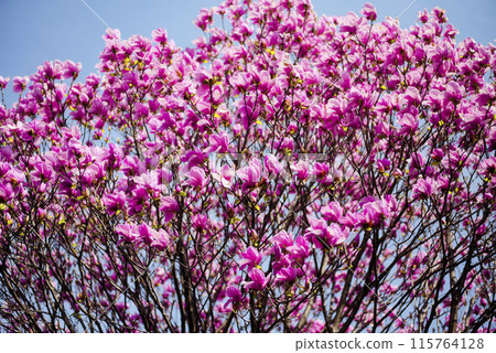 Magnolia Magnolia 115764128