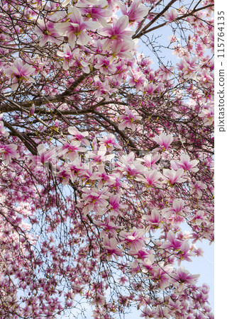 玉蘭 玉蘭 115764135