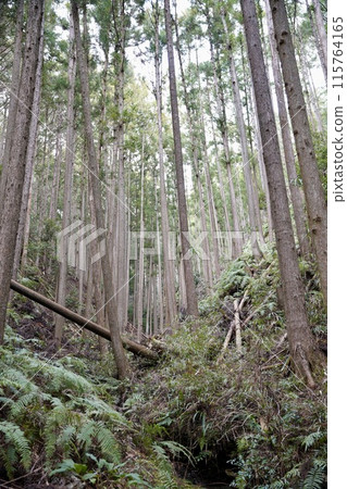 在森林深處 在森林深處 115764165