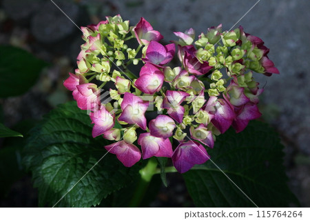 Heart-shaped hydrangea (Noichi Hydrangea Highway, Konan City, Kochi Prefecture) 115764264