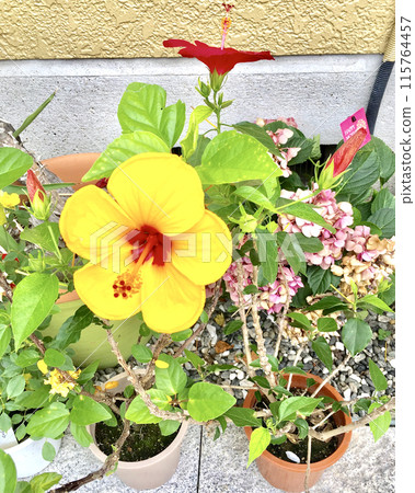 Yellow hibiscus 115764457