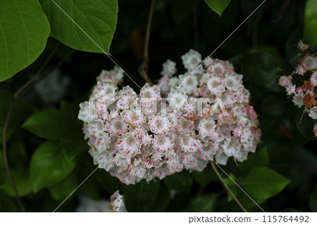 山月桂 山月桂 115764492