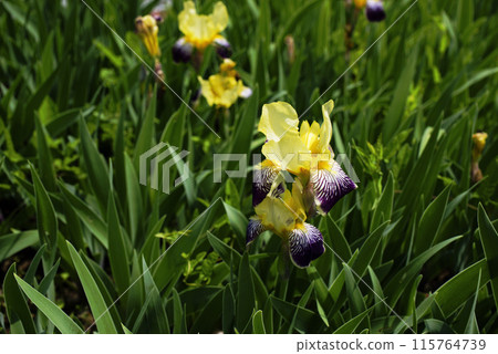 German iris German iris 115764739