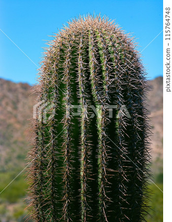 Closeup Old Saguaro Cactus Sonora desert Arizona Closeup Old Saguaro Cactus Sonora desert Arizona 115764748