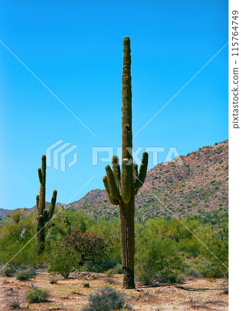 San Tan Mountains Sonora Desert Arizona San Tan Mountains Sonora Desert Arizona 115764749