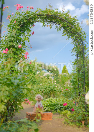 玫瑰園與玩具貴賓犬 115764889