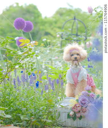 玫瑰園與玩具貴賓犬 115764906