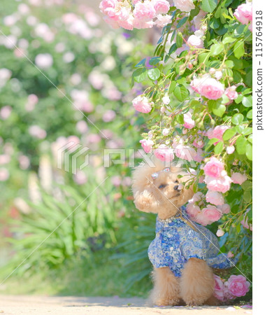 玫瑰園與玩具貴賓犬 115764918