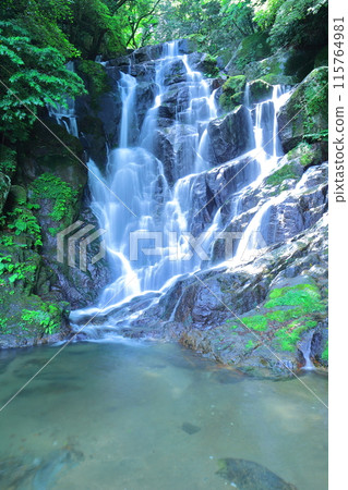 Shiraito在Itoshima市落下 Shiraito在Itoshima市落下 115764981