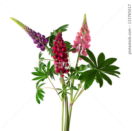 Bouquet of colorful lupine flowers, isolated on white background. Bunch of lupines, spring flower. Bouquet of colorful lupine flowers, isolated on white background. Bunch of lupines, spring flower. 115765017