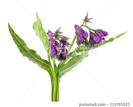 Comfrey flowers isolated on white background. Symphytum officinale plant. Comfrey bush with flowers. Herbal medicine. Clipping path. Comfrey flowers isolated on white background. Symphytum officinale plant. Comfrey bush with flowers. Herbal medicine. Clipping path. 115765025