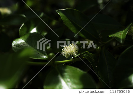 番石榴花 番石榴花 115765026