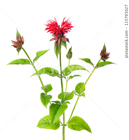 Monarda flowers isolated on a white background. Bergamot flowers. Oswego tea, scarlet beebalm. Monarda flowers isolated on a white background. Bergamot flowers. Oswego tea, scarlet beebalm. 115765027