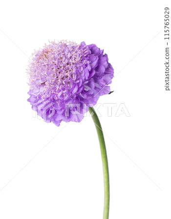 Scabious flower isolated on white background. Knautia arvensis. Purple double flower of scabiosa. 115765029