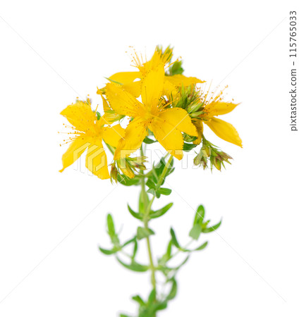 St. John's wort flowers isolated on white background. Hypericum flowers close up. Herbal medicine. Clipping path. 115765033