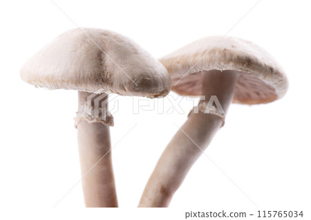 Fresh wild champignon mushrooms on white background. Agaricus Bisporus. Clipping path. 115765034