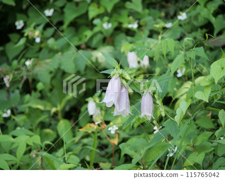 Firefly brush 115765042