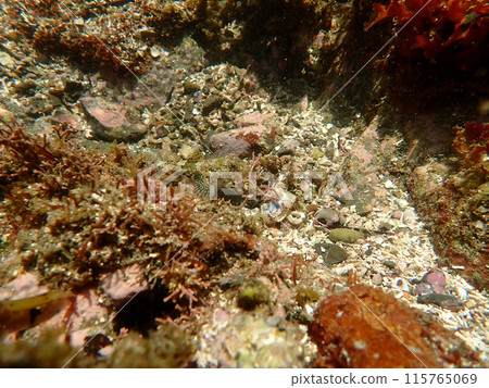 There's a fish somewhere. There's a fish somewhere. 115765069